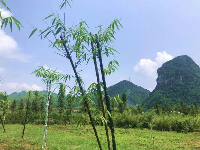 浸潭這個(gè)竹子迷宮,難倒了不少人!你敢來(lái)挑戰(zhàn)嗎?